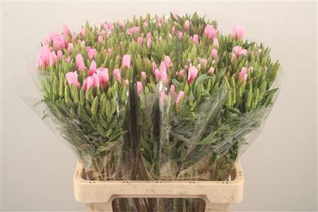 <h4>Clarkia Am Gr Pink</h4>