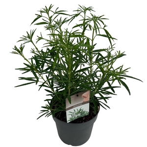 Choisya 'Aztec Pearl' sense