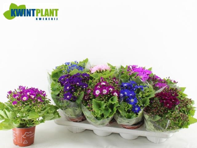 <h4>Peri C Venez Gem</h4>