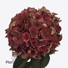Hydrangea mag pink ruby classic
