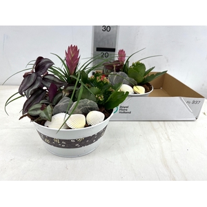 ARR TILLANDSIA