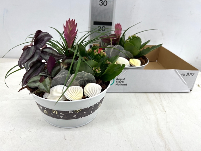 <h4>ARR TILLANDSIA</h4>
