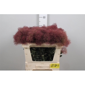 Cotinus C Mag Torch