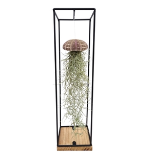 ARR TILLANDSIA