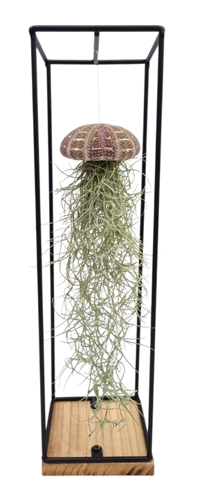 <h4>ARR TILLANDSIA</h4>