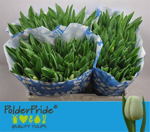 <h4>TU EN ANTARCTICA</h4>