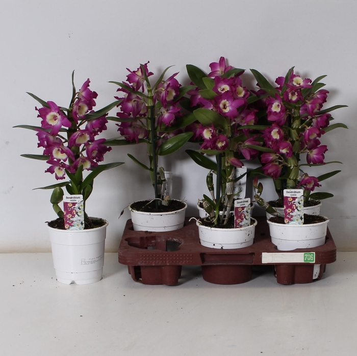 <h4>DEND NOBILE</h4>