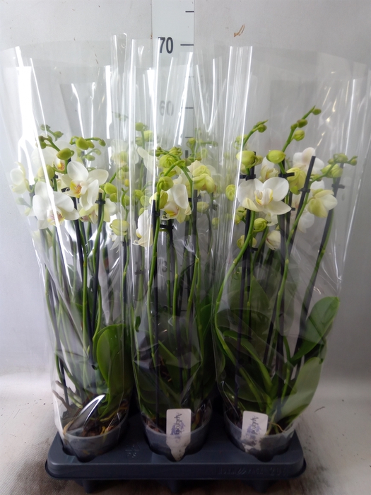 <h4>Phalaenopsis   ...white</h4>