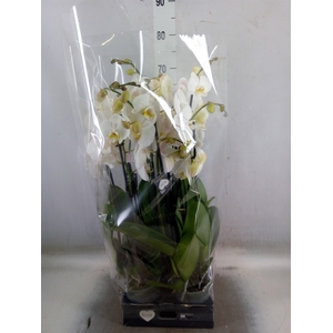 Phalaenopsis  'Ant Cambridge'