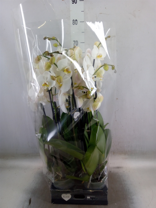 <h4>Phalaenopsis  'Ant Cambridge'</h4>