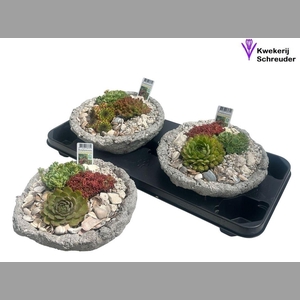 ARR TUINPLANTEN