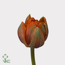 Tulipa do orange princess