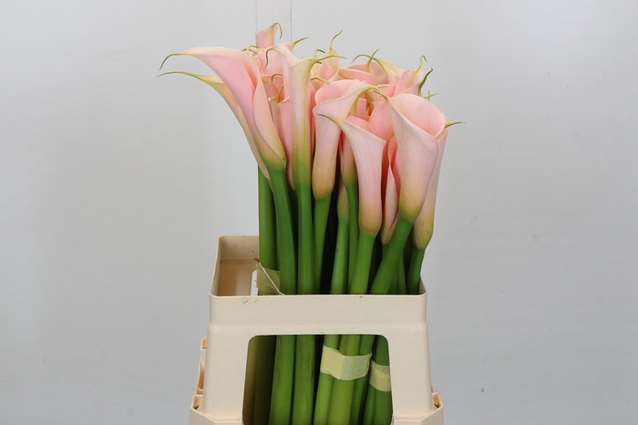 <h4>Zantedeschia Eydolls Salmon</h4>