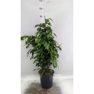 Ficus benja. 'Danielle'