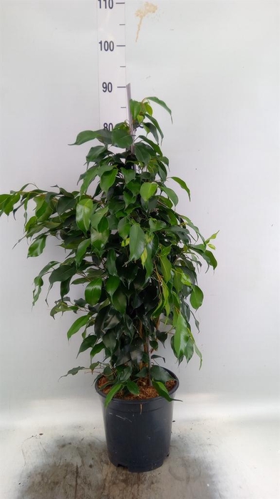 <h4>Ficus benja. 'Danielle'</h4>
