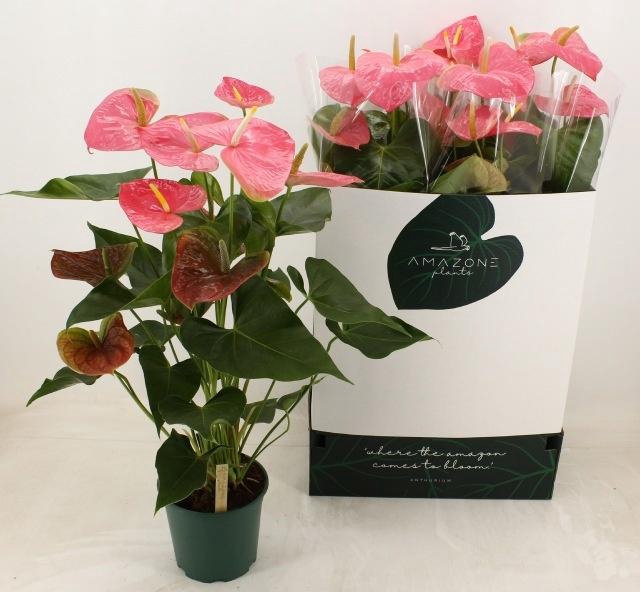 <h4>ANTHU AN COLORADO</h4>