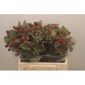 Rubus Fr Chester