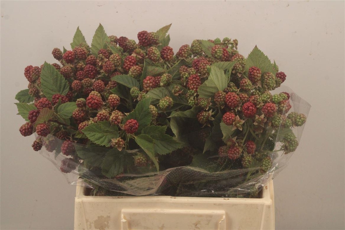 <h4>Rubus Fr Chester</h4>