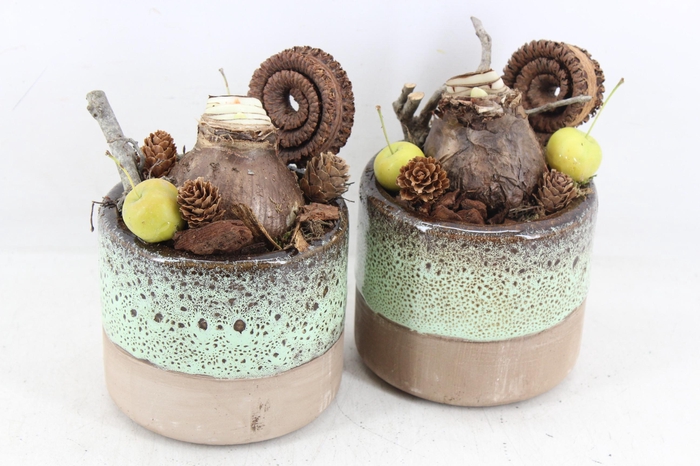 <h4>arr4 Amaryllis MB - Ker. pot luxe 338/8</h4>
