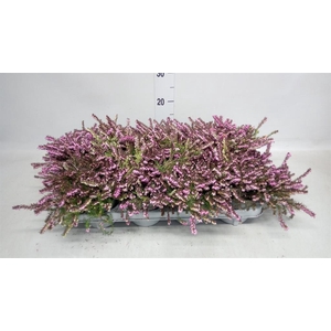 Erica darley. 'Kramer's Rote'