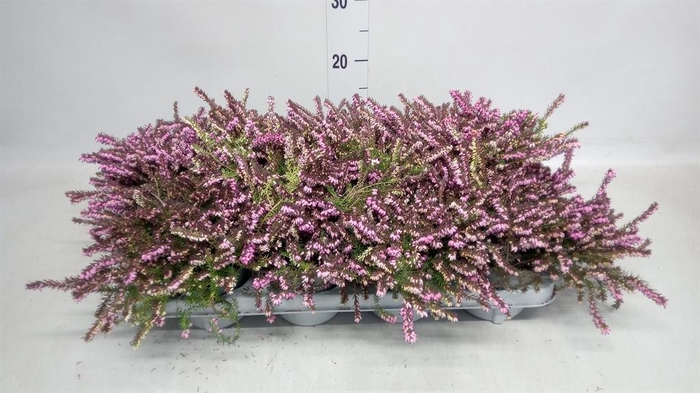 <h4>Erica darley. 'Kramer's Rote'</h4>