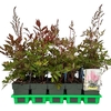 Astilbe