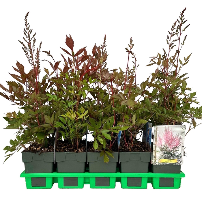 Astilbe