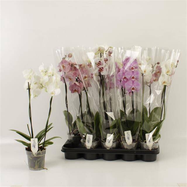 <h4>PHAL GEM</h4>