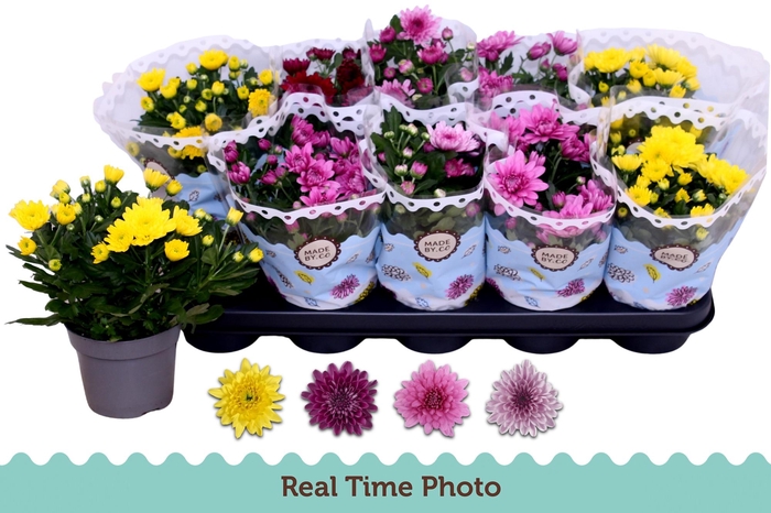 <h4>CHRYS GEVULDBL GEM</h4>