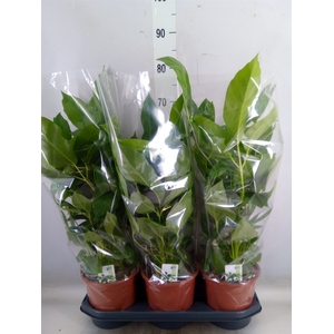 Schefflera actin. 'Amate'