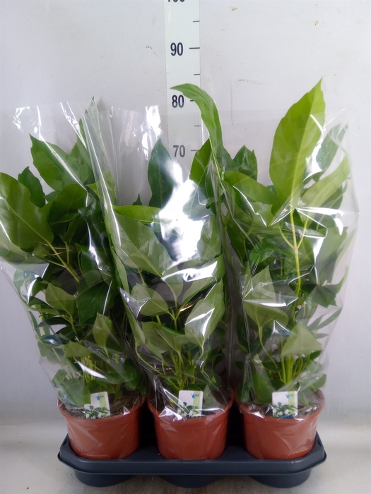 <h4>Schefflera actin. 'Amate'</h4>