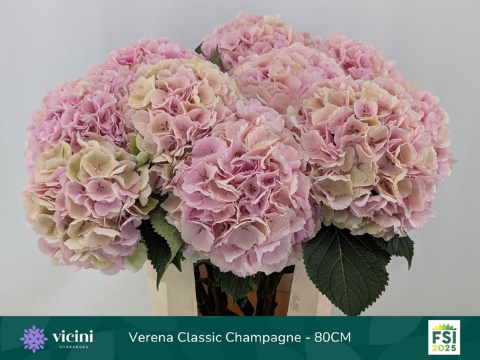<h4>HYDR M CH VERENA CL</h4>
