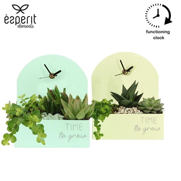 <h4>Arrangementen kamerplanten H%</h4>