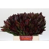 Leucadendron Saf Sunset Dark R.
