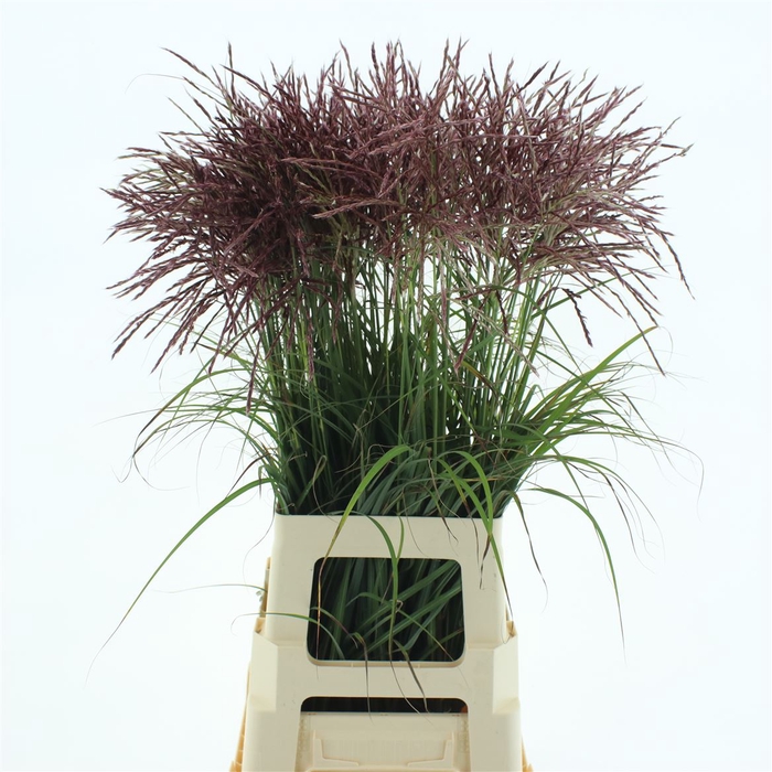 <h4>Miscanthus Rotfeder</h4>