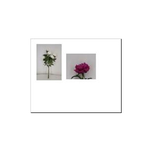AF Peony Bundle L66cm Lavender