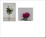 <h4>AF Peony Bundle L66cm Lavender</h4>
