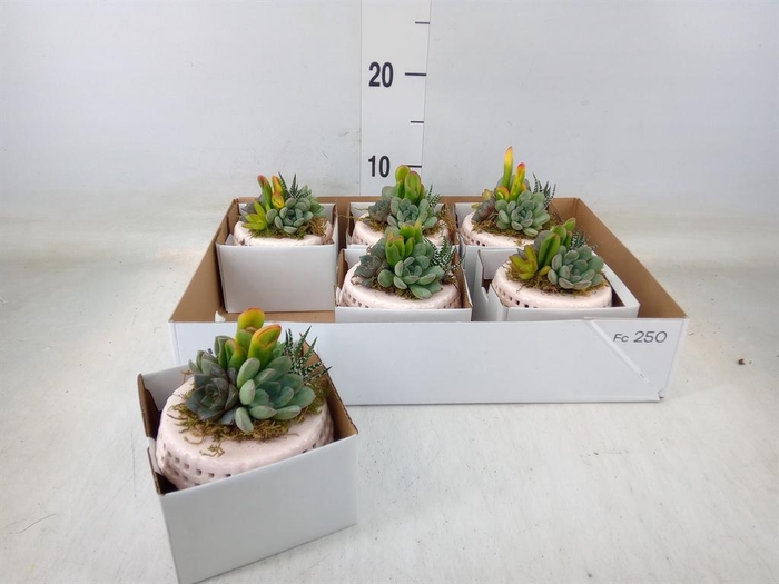 Arr.  Succulents L%