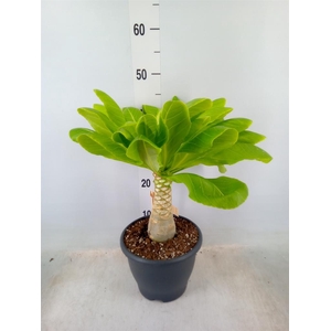 Brighamia ins. 'Hawaiian Palm'