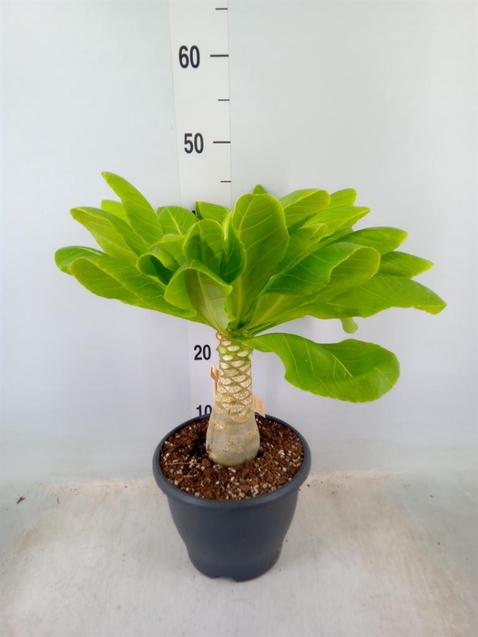 <h4>Brighamia ins. 'Hawaiian Palm'</h4>