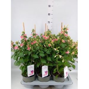 Fuchsia  'Walz Jubelteen'