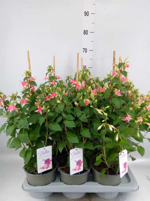 <h4>Fuchsia  'Walz Jubelteen'</h4>