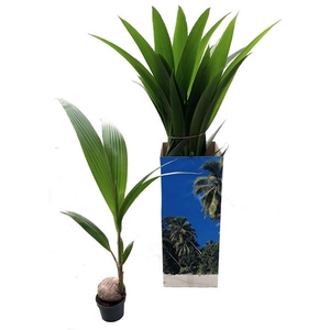 Cocos nucifera