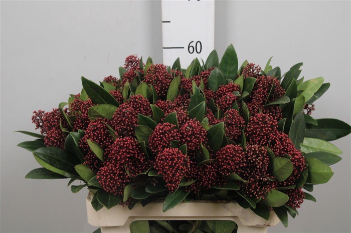 <h4>Skim J Rubella Bs</h4>