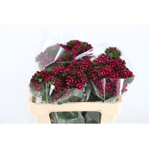 Di Barb Breanthus Jolly Purple Pink