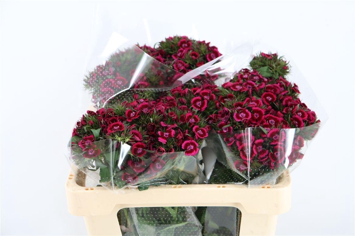 <h4>Di Barb Breanthus Jolly Purple Pink</h4>