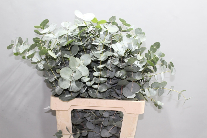 <h4>EUCA CINEREA</h4>