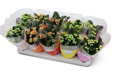 <h4>Kalanchoe Perfecta Mix 5kl Gfn</h4>