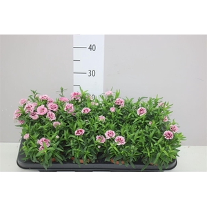 Dianthus Purple Star