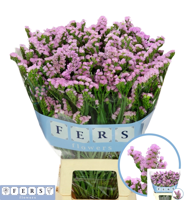 <h4>LIM S PRETTY WINGS</h4>